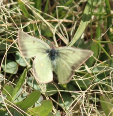Colias behrii