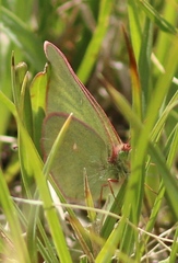 Colias behrii