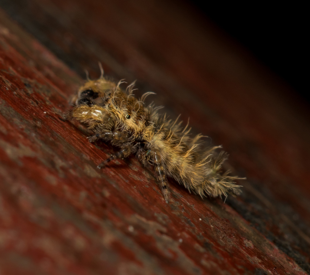 Caterpillar jumping spider from Chai Wan, Hong Kong on November 9, 2018
