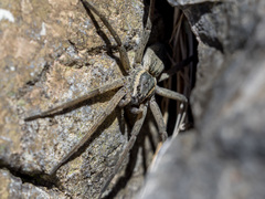 Dolomedes aquaticus