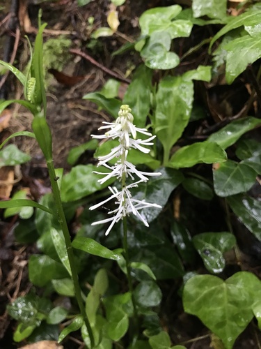 Chamaelirium japonicum, photograph 5