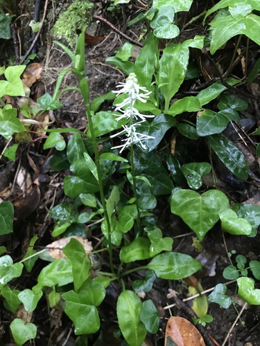 Chionographis japonica iNat (3)
