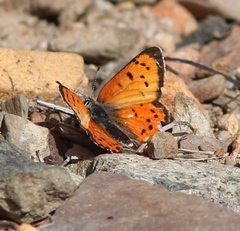 Lycaena cupreus