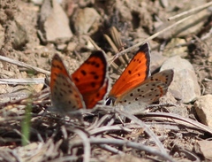 Lycaena cupreus