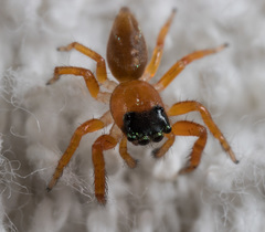 Thiania