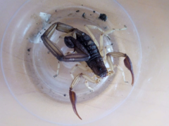 Centruroides edwardsii