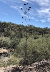 Agave palmeri