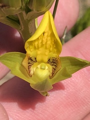 Orthochilus litoralis