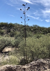 Agave palmeri