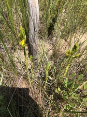 Orthochilus litoralis