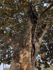 Platanus racemosa