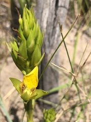 Orthochilus litoralis