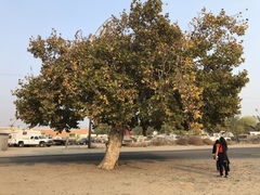 Platanus racemosa