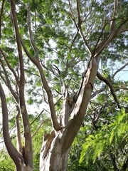 Libidibia sclerocarpa