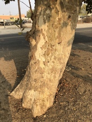 Platanus racemosa