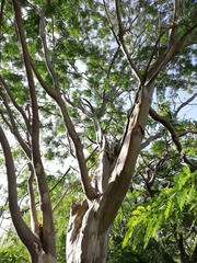 Libidibia sclerocarpa