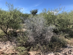 Sarcomphalus obtusifolius canescens