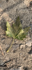 Platanus racemosa