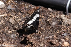 Limenitis weidemeyerii × lorquini