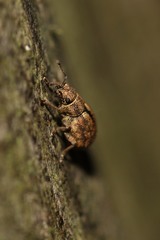 Strophosoma melanogrammum