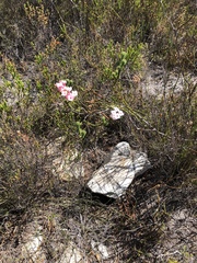 Erica ampullacea