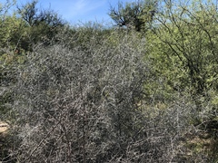 Sarcomphalus obtusifolius canescens