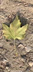 Platanus racemosa