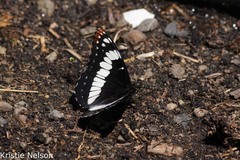 Limenitis weidemeyerii × lorquini