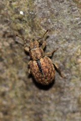 Strophosoma melanogrammum