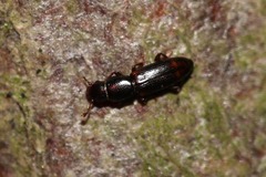 Rhizophagus bipustulatus