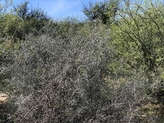 Sarcomphalus obtusifolius canescens