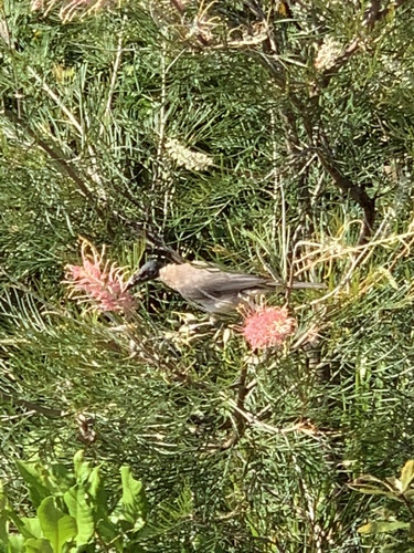 Philemon corniculatus