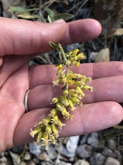 Solidago nana