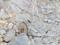 Odocoileus hemionus eremicus