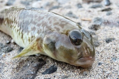 Yongeichthys nebulosus