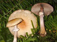 Agaricus smithianus
