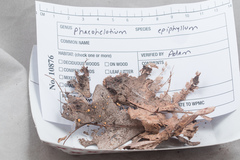 Phaeohelotium epiphyllum image