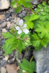 Geranium albiflorum, photograph (c) Pavel Smirnov, some rights reserved (CC BY)
