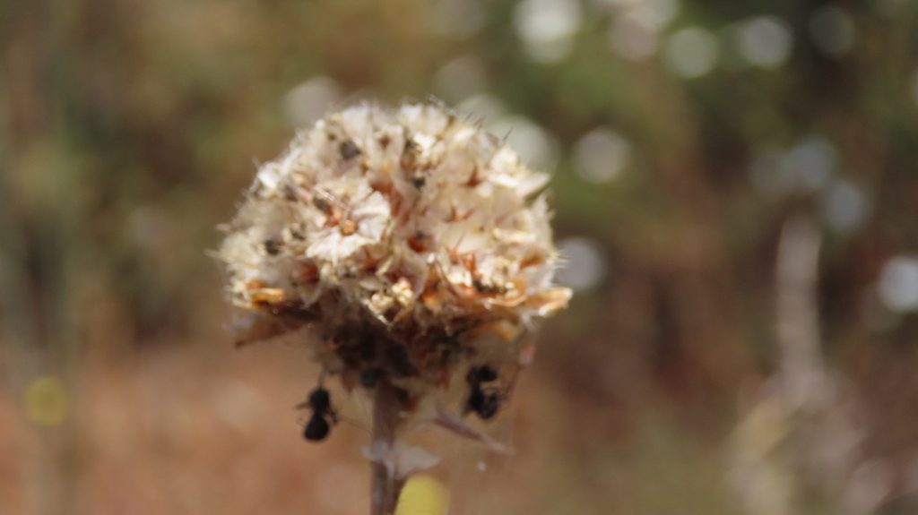 Armeria pinifolia