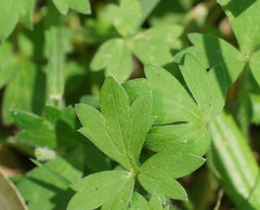 Ranunculus plebeius