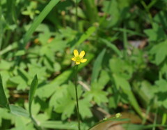Ranunculus plebeius