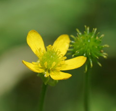 Ranunculus plebeius