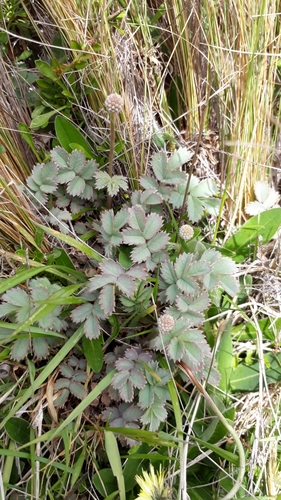 Acaena caesiiglauca (Acaena caesiiglauca)