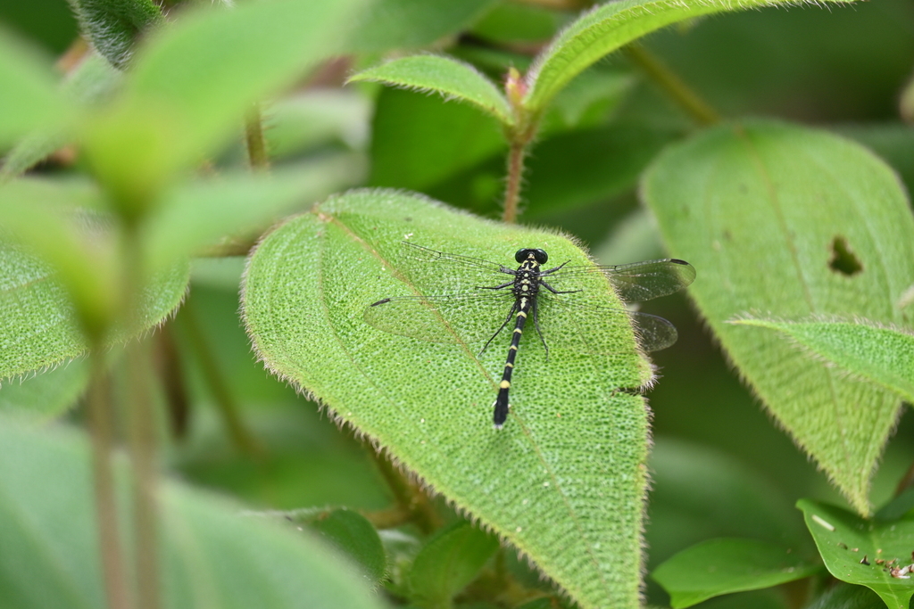 Malayan Spineleg