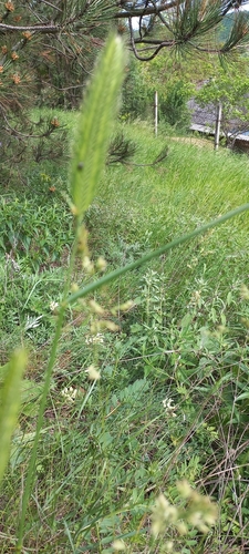 Crested Wheatgrass