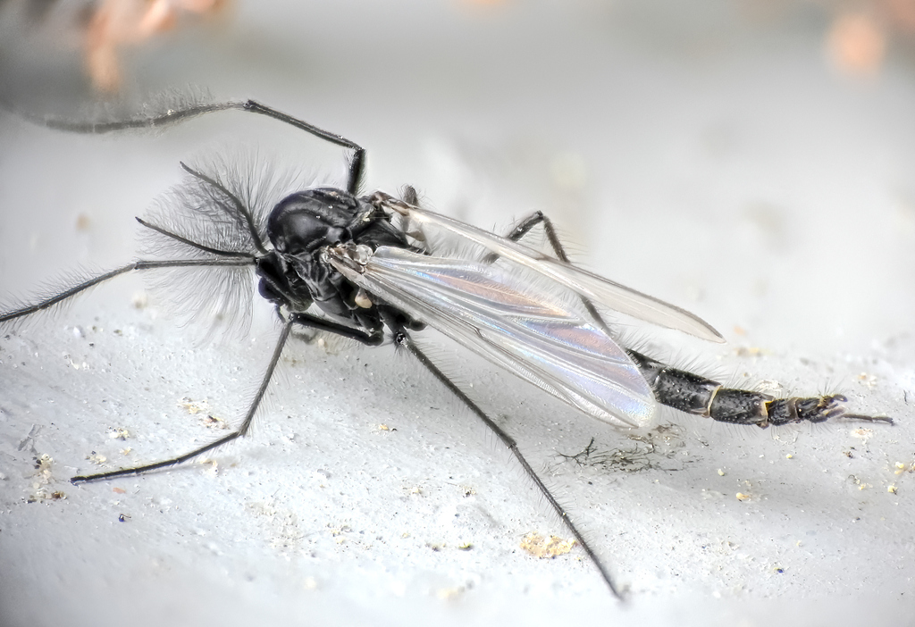 Sergentia coracina