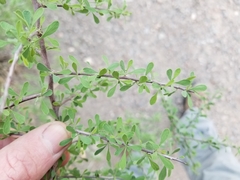 Condalia globosa pubescens