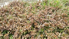 Argentina anserinoides