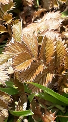 Argentina anserinoides