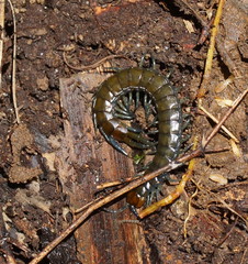 Cormocephalus esulcatus